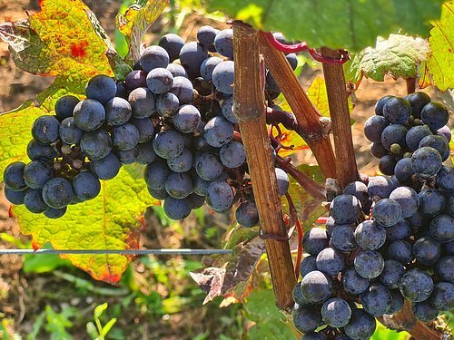 Rote Trauben am Weinstock; beim Bleimer Schloss