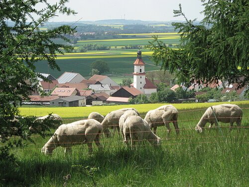 Ausblick auf Euerwang mit Schafe