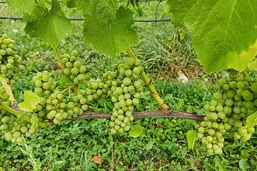 Mehrere grüne Trauben für Weißwein, die an einem Weinstock, der mit einem Drahtseil gestützt ist, hängen. Ringsherum sind das grüne Gras des Bodens und die Blätter des Weinstockes sichtbar.