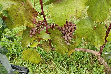 Rote Trauben, die an einem Weinstock, der mit einem Drahtseil gestützt ist, hängen. Ringsherum sind das grüne Gras des Bodens und die Blätter des Weinstockes sichtbar.