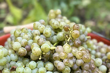 Eine braune Steinschale ist gefüllt mit vielen grünen, frisch geernteten Weintrauben.
